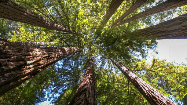 How Our Tree Care Process Works  in Boiling Springs, SC